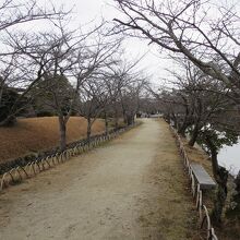 池のほとりにはたくさんの桜があります。開花時期にも来ます。