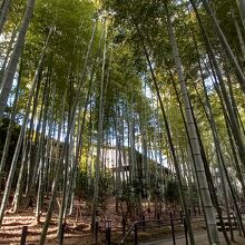 竹林の眺めの部屋が多いです