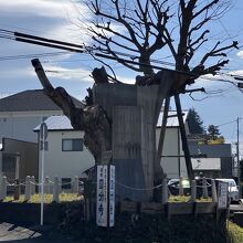 海老名の大ケヤキ