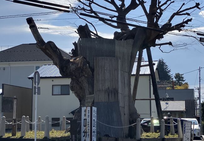 海老名の大ケヤキ