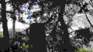 現在の松は七代目