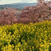 まつだ桜まつり☆