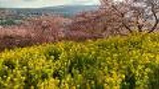 まつだ桜まつり☆