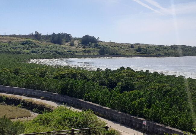 海岸一帯に幅広くマングローブが繁っています。展望台から見るといいでしょう。
