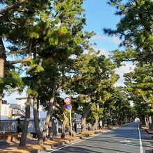 旧東海道松並木