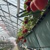 岩槻区にあるいちご狩りができる農園です。