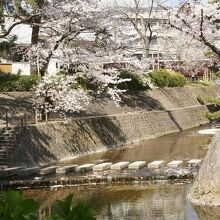 阪神間ではとっても有名な桜スポット！