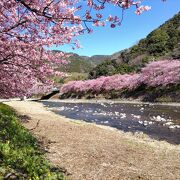 河津川の川辺に咲き誇る早咲きの河津桜は必見