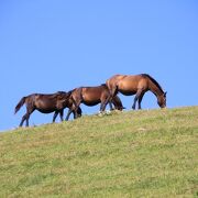 野生馬が美しいです