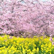 桜と菜の花のコントラストが素晴らしい(西平畑公園)