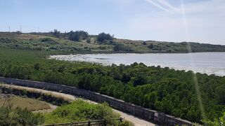 石長田海岸に林のようにマングローブが生えています