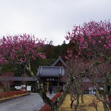 庭園には梅林園もあり、2月初旬には咲き始めていて綺麗でしたよ