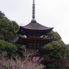 満開ではない梅林でしたが、檜皮葺屋根造りが引き立ちました！