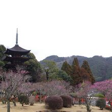 修復に伴う三角コーンが残念ですが、日本三大名塔に相応しい風景