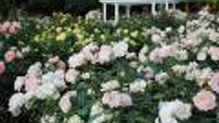 バラ園が綺麗で良かった