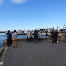 珍鳥オオホシハジロを撮影中のバーダー