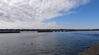 珍鳥オオホシハジロが見られました。