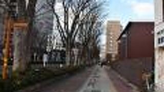 前橋駅から県庁までの欅並木