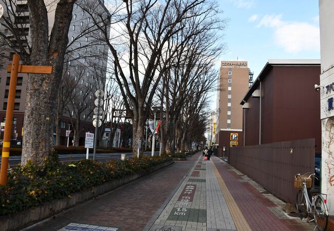 前橋駅から県庁までの欅並木