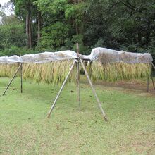 干されていた稲わら