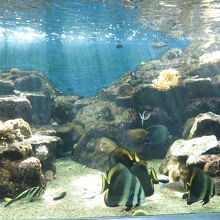 京大白浜水族館水槽