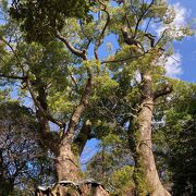 神社内の樹齢２０００年以上の大楠は圧巻です。