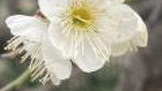 梅が咲いていました