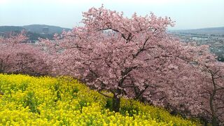 2023 まつだ桜祭り