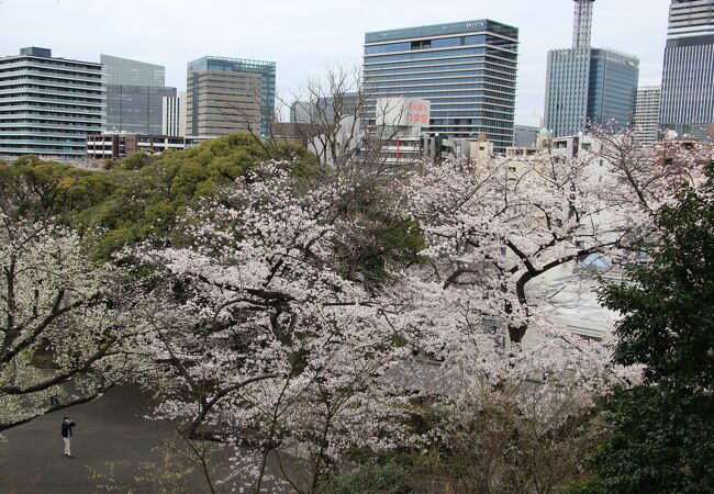 満開の桜が綺麗でした