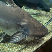 淡水魚の水族館