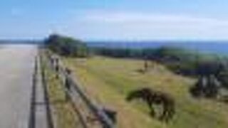 道路にも馬や牛が歩いていました