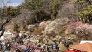 ２月下旬に梅まつりをやっています。