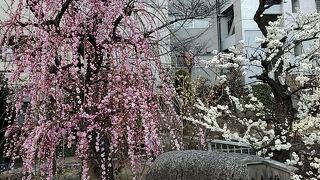 てんま天神梅まつり 盆梅 盆石展 (大阪天満宮)