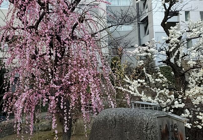 てんま天神梅まつり 盆梅 盆石展 (大阪天満宮)