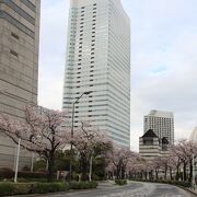 さくら通りの桜が満開