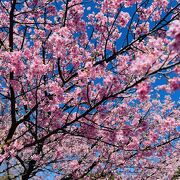 春が来た　伊豆高原桜並木