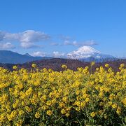 Mountain park with well-maintained forest paths where you can enjoy seasonal flowers