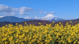 Mountain park with well-maintained forest paths where you can enjoy seasonal flowers