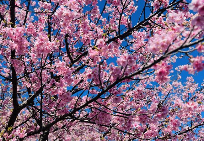 春が来た　伊豆高原桜並木