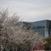 臨港パークにも桜