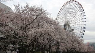 桜が満開の頃に散策