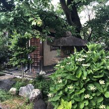 もうすぐ紫陽花の季節です　咲きそう