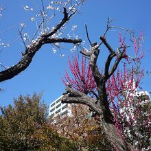 梅の花