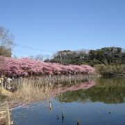 ２０２３三浦海岸桜まつり
