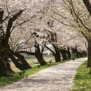 桜のトンネル！