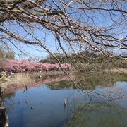 池の向こうに京急