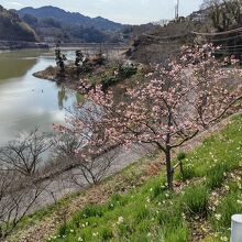 水仙～頼朝桜～ソメイヨシノまで楽しめます