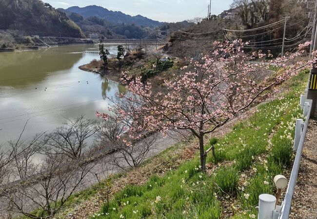 水仙から頼朝桜とソメイヨシノまで春を楽しめます