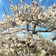 今年の梅の開花は遅かった　