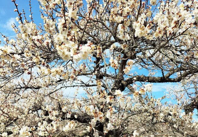 今年の梅の開花は遅かった　